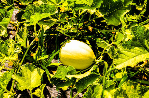 A small white pumpkin is sitting on a vine. The vine is green and the pumpkin is surrounded by leaves