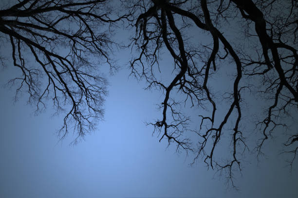 Moon and tree. Leafless Oak tree branches silhouette. Black and blue. Natural oak tree branches on a blue background. Silhouettes of a dark  forest with textured trees. Winter background. Darkness