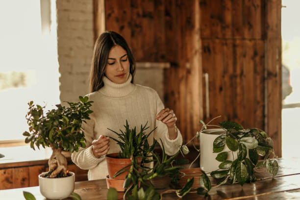 istock Woman rearranging plants 2193271694