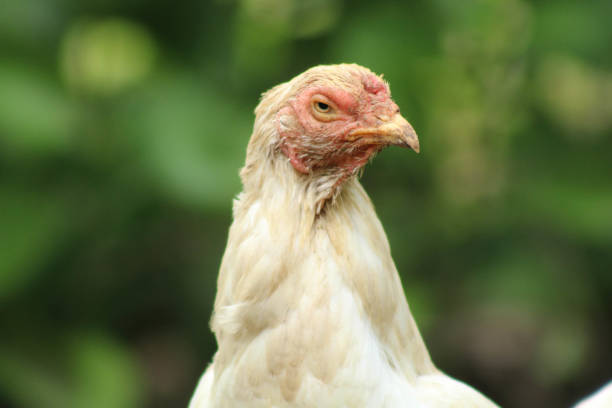 istock Close Up of Chicken Head 2193272883