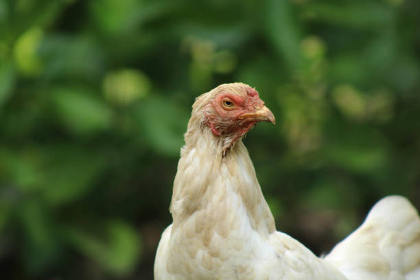 istock Close Up of Chicken Head 2193272884