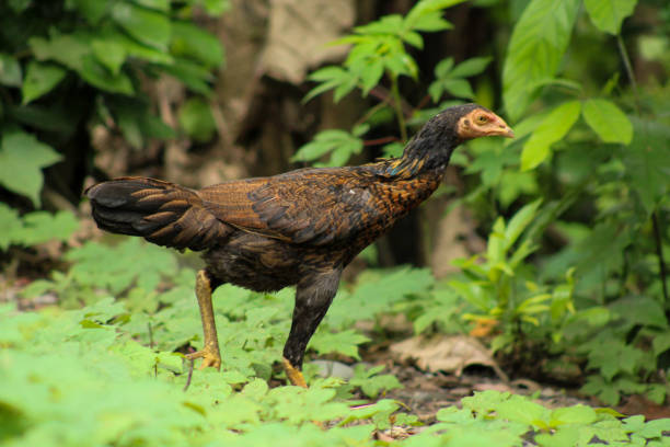 istock Free Range Village Chicken in a Peaceful Rural Setting 2193273062