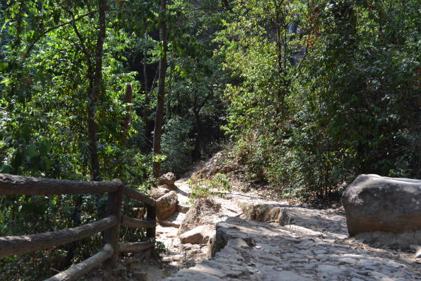 istock Path in the forest of mazamitla 2193273070