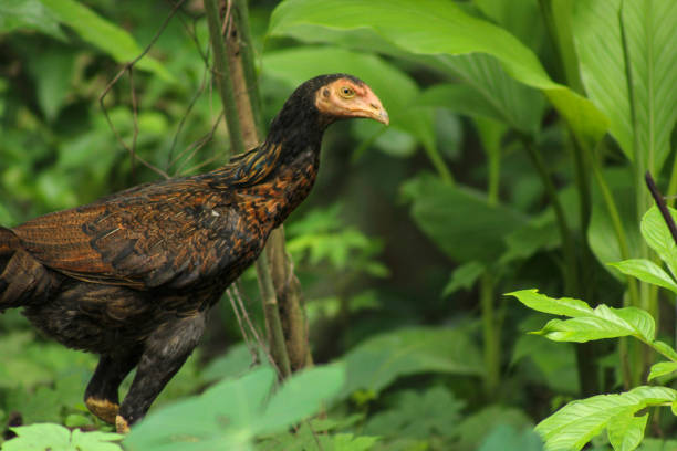istock Free Range Village Chicken in a Peaceful Rural Setting 2193273072