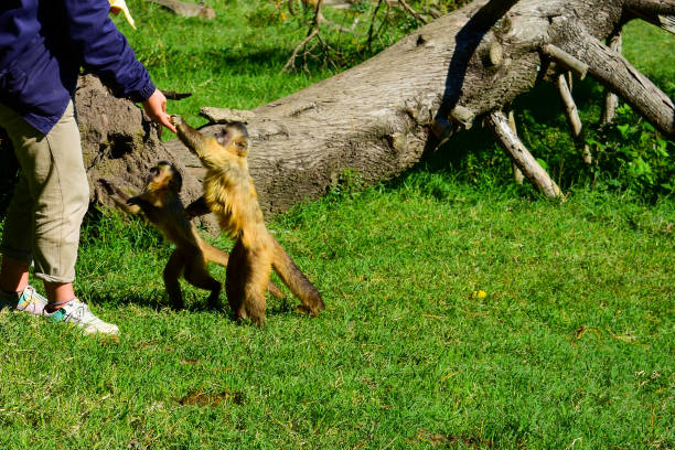 istock Monkeys in a wild animal nature reserve 2193273498