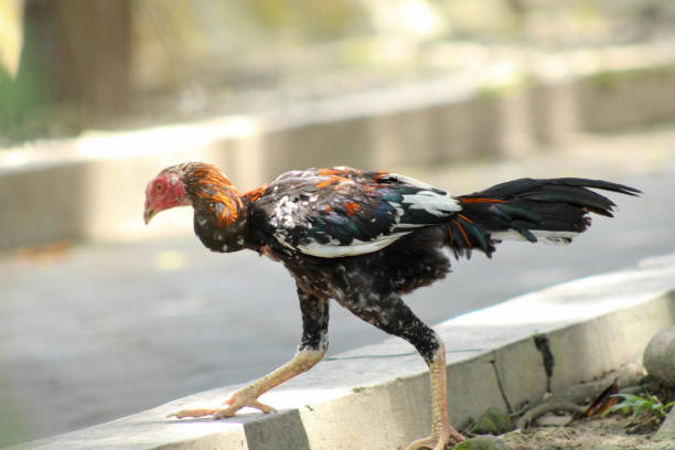 istock Free Range Village Chicken in a Peaceful Rural Setting 2193273581