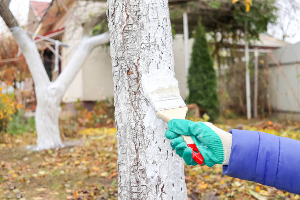 istock A gardener paints a tree trunk with a brush. Applying whitewash to fruit trees in the garden. pest control, gardening concept. 2193273772