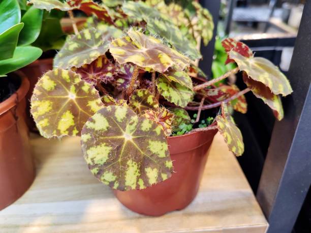 istock Begonia masoniana 2193275995