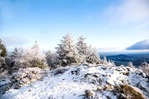 Winter scene of trees covered in snow in January. The photograph is taken on a hill in Northern Ireland with snow on the ground in the foreground, trees covered in snow and the sky is blue.
