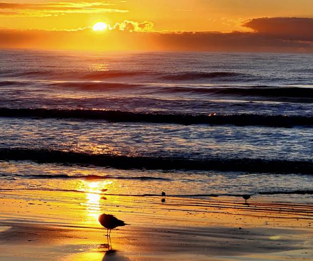 istock Sunrise at beach with lonely bird 2193276227
