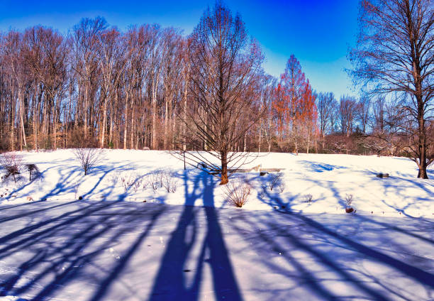 Warm morning light cuts through a quiet winter forest, casting long blue shadows across the fresh snow. Frosted trunks and distant evergreens create a calm, graphic scene that feels both peaceful and crisp, perfect for concepts of winter beauty, purity, and solitude.