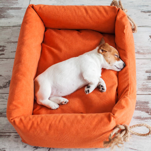White domestic dog lying on the dog pad inside the house.