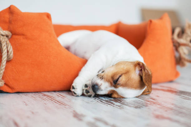 istock Small dog sleeping at home on the orange bed 2193278421