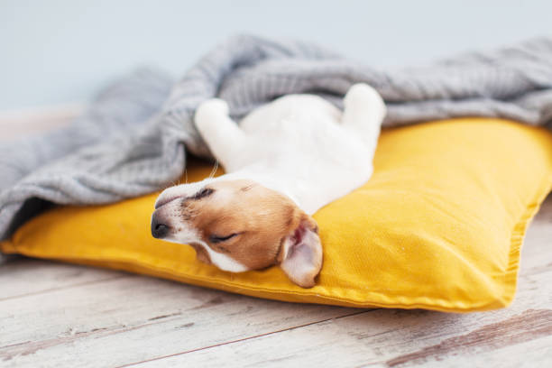 istock Puppy on yellow pillow at home 2193278423