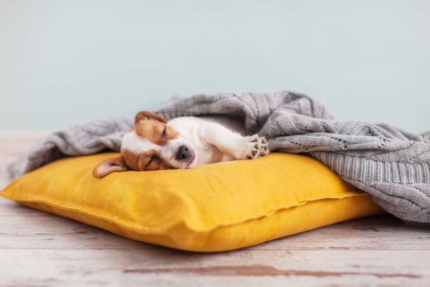 istock Puppy on yellow pillow at home 2193278425