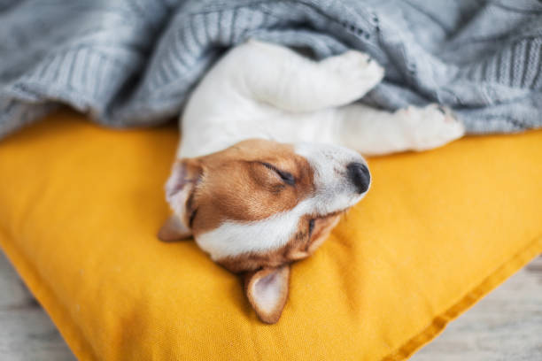 istock Puppy on yellow pillow at home 2193278427