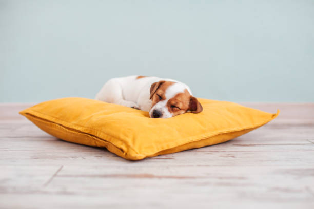 istock Puppy on yellow pillow at home 2193278440