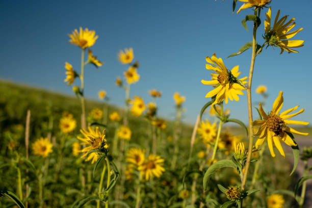 Wild Sunflowers Grow In A Bunch Against A Blue Sky in Wind Cave National Park