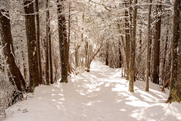 istock Winter Wonderland on the Snake Den Ridge Trail 2193278870