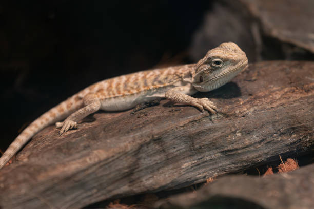 istock Small young baby Central Bearded Dragon pet in a terrarium. 2193279603