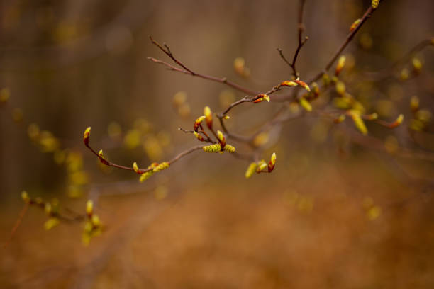 Closeup of spring buds on a branch.