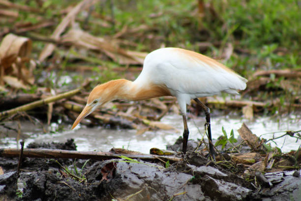 istock Egrets Foraging in Newly Plowed Rice Field 2193280620