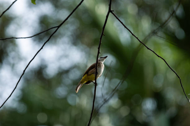 The yellow-vented bulbul (Pycnonotus goiavier), or eastern yellow-vented bulbul, is a member of the bulbul family of passerine birds.