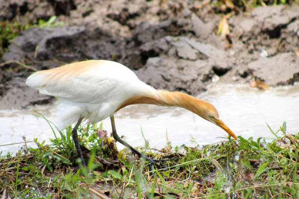 istock Egrets Foraging in Newly Plowed Rice Field 2193280828