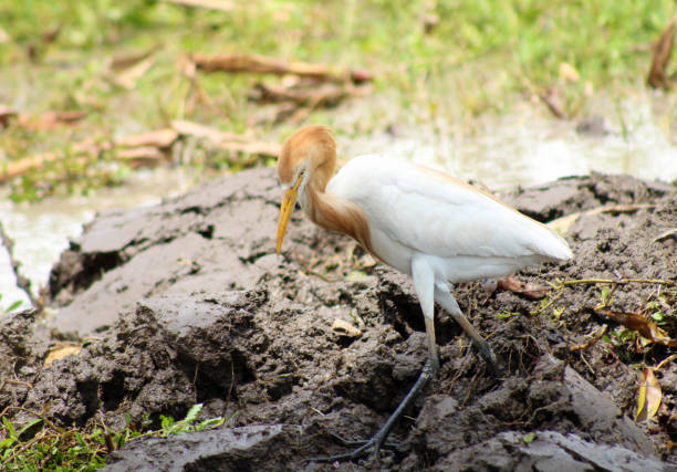 istock Egrets Foraging in Newly Plowed Rice Field 2193280831