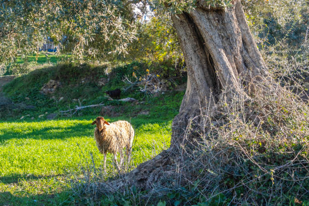 Charming pastoral image of a sheep standing in lush green grass, reaching up to nibble leaves from a low branch. The photo, taken in Germany, captures a candid rural moment and the harmony between farm animals and their natural environment. Ideal for themes of agriculture, countryside life, and animal behavior.