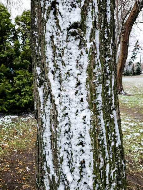 istock The bark of an acacia tree is covered with snow in winter 2193281402