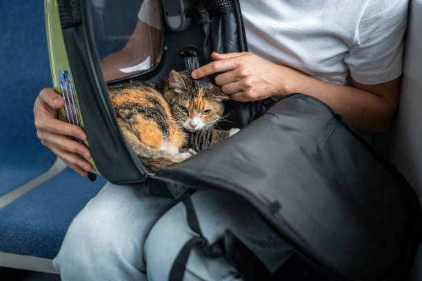 istock Man check cat comfort in travel friendly pet backpack on train journey. Stressed animal in carrier 2193281793