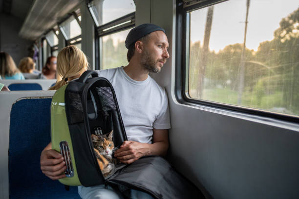 istock Serene man holds backpack with cat on lap sit in train car. Journey by railway transport with feline 2193281800