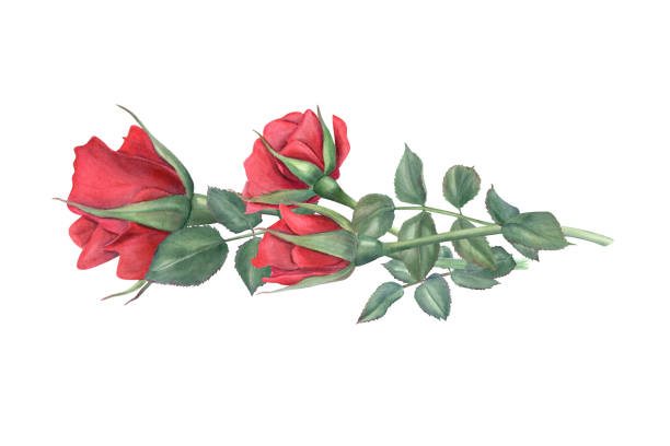 istock Garden red rose horizontal bouquet watercolor hand painted illustration isolated background. Vintage realistic flowers, green leaves on stem for wedding greeting, romantic invitation, memorial day. 2193285483