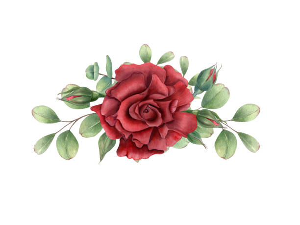 60+ Ruby Rose Stock Illustrations, Royalty-Free Vector Graphics