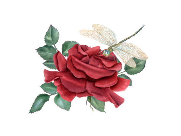 60+ Ruby Rose Stock Illustrations, Royalty-Free Vector Graphics