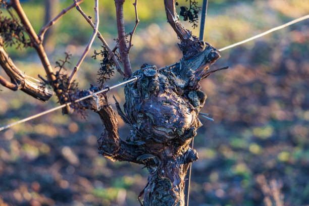 istock Post-harvest vineyard treatment. Cutting grapevine heads 2193290661