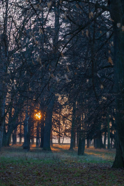 Winter park with deciduous trees at sunset. There is frost on the grass