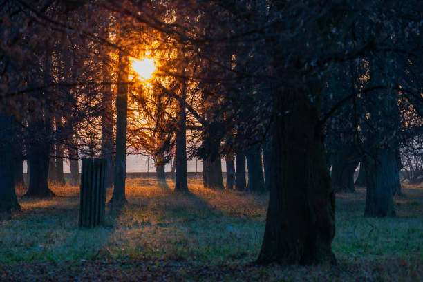 Winter park with deciduous trees at sunset. There is frost on the grass