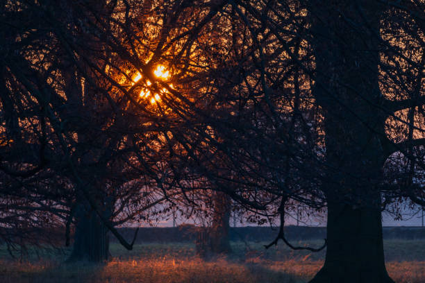 A grove of trees is silhouetted against a multi-colored sky painted by the setting sun.