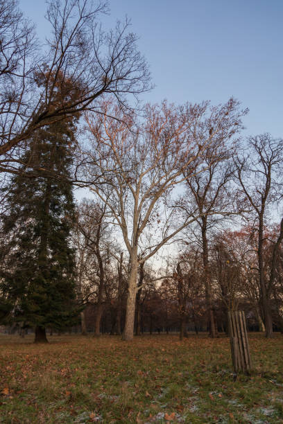 Winter park with deciduous trees at sunset. There is frost on the grass