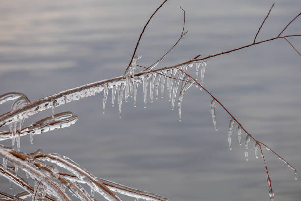 Tree branches are covered with ice. Winter landscape by the lake
