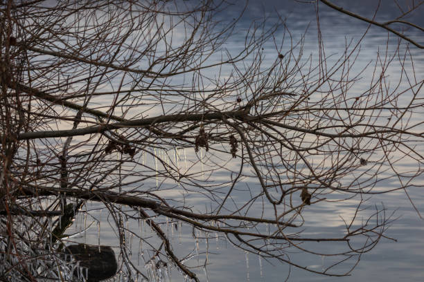 Winter ice season. Tree branches and plants covered with ice.