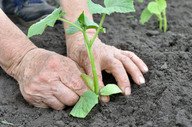istock gardener's hands planting a cucumber seedling 2193291124