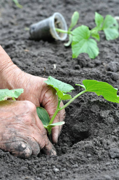 istock gardener's hands planting a cucumber seedling 2193291125