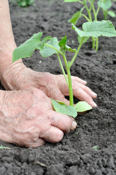 istock gardener's hands planting a cucumber seedling 2193291127