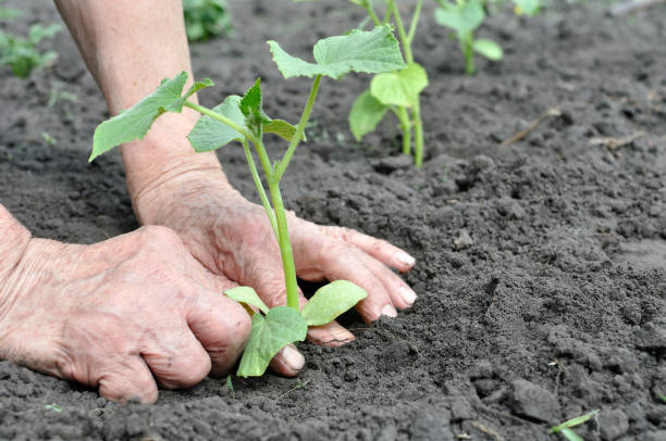 istock gardener's hands planting a cucumber seedling 2193291129