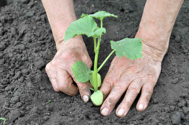 istock gardener's hands planting a cucumber seedling 2193291139