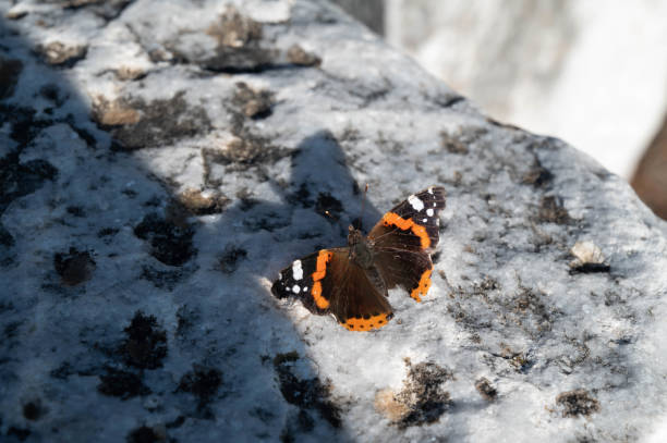 A beautiful, red admiral butterfly resting on a stone pathway. Shot with a Canon 5D Mark IV.