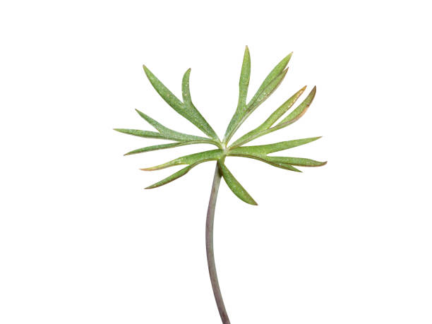 istock Delphinium or larkspur leaves 2193293467
